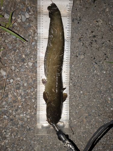 マナマズの釣果