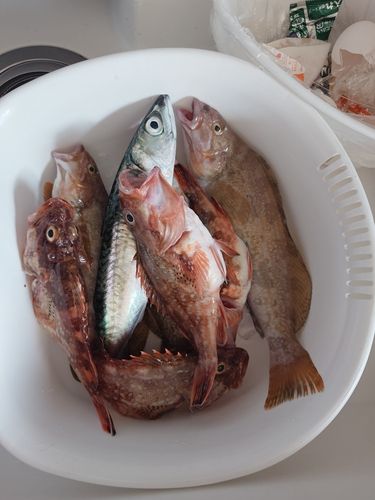 カレイの釣果