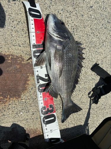 クロダイの釣果
