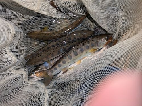 ヤマメの釣果