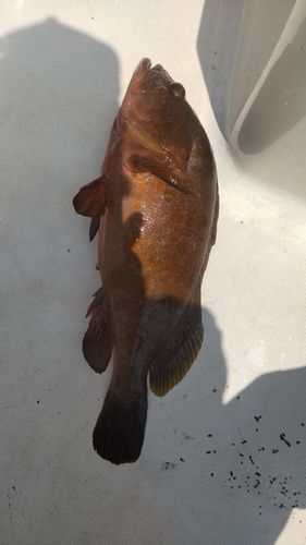 キジハタの釣果