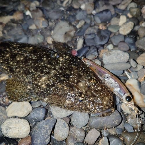 マゴチの釣果