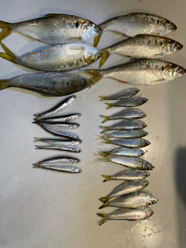 コノシロの釣果