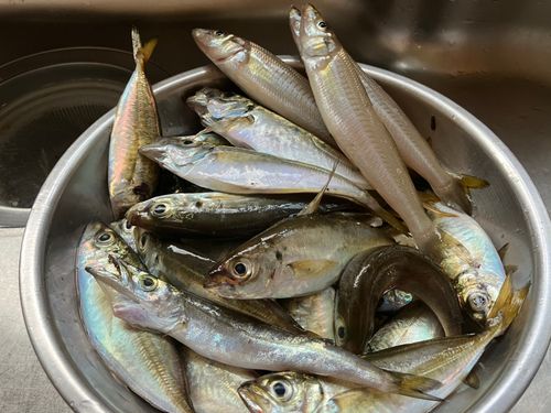 アジの釣果