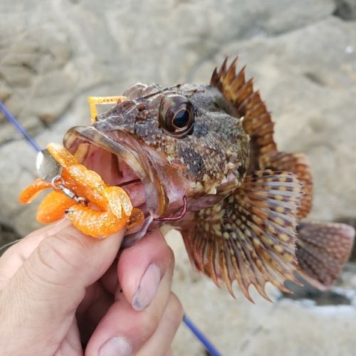 ガシラの釣果