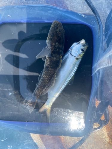 ハゼの釣果
