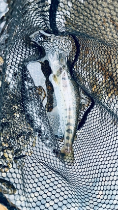ヤマメの釣果