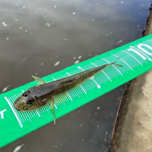 ハゼの釣果
