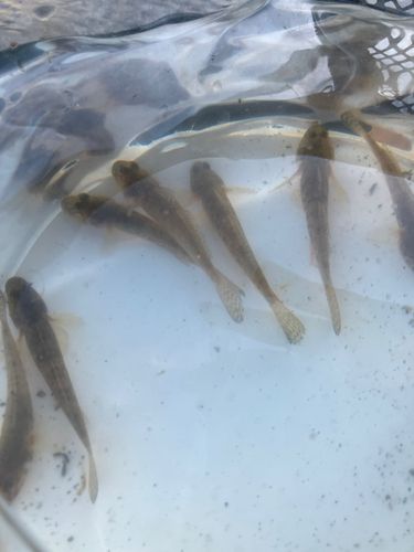 ハゼの釣果