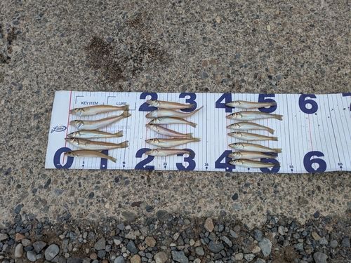 シロギスの釣果