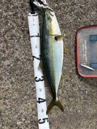 ヤズの釣果