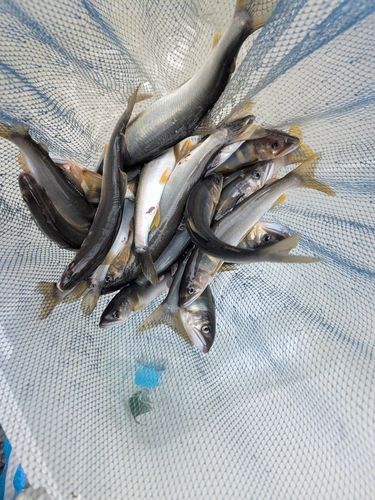 アユの釣果