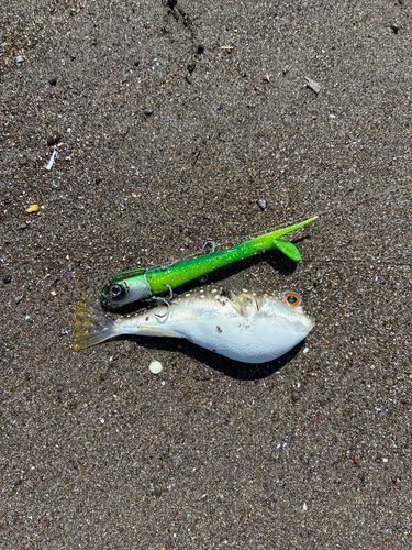フグの釣果