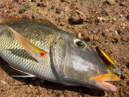 ムネアカクチビの釣果