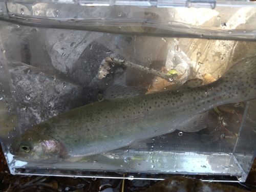 ニジマスの釣果