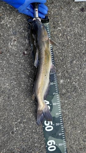 アメリカナマズの釣果