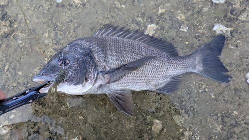チヌの釣果