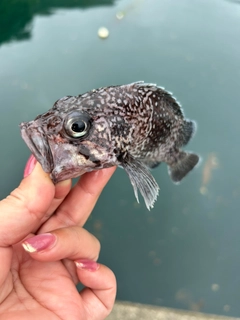 マゾイの釣果