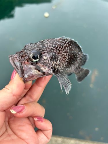 マゾイの釣果