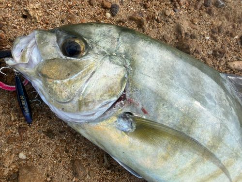 クロヒラアジの釣果