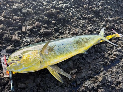 シイラの釣果