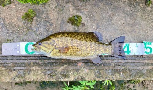 スモールマウスバスの釣果
