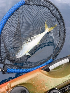 ヒラマサの釣果