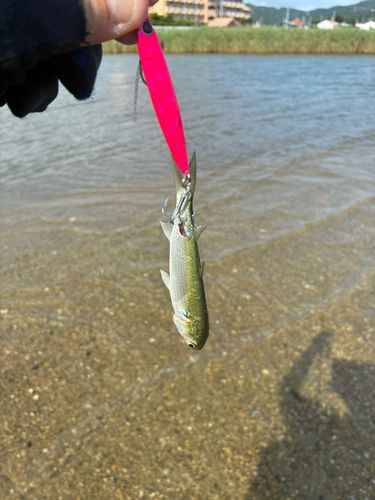 コボラの釣果