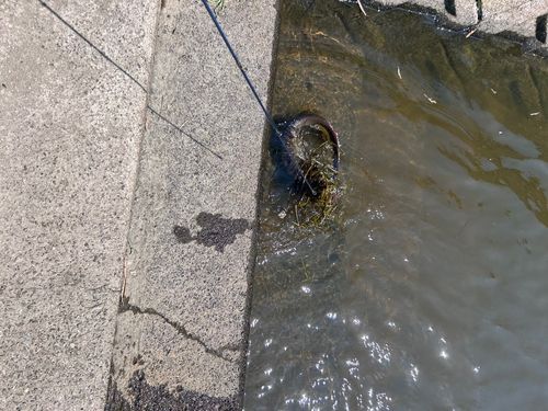マナマズの釣果