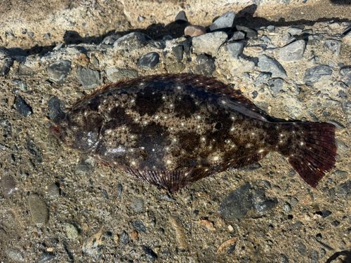 ヒラメの釣果