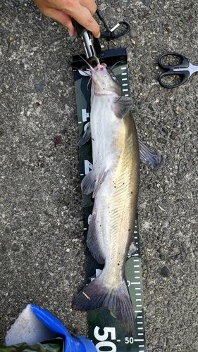 アメリカナマズの釣果