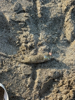 クサフグの釣果