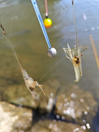 テナガエビの釣果