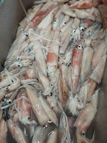 ヤリイカの釣果