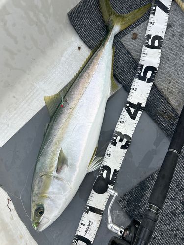 釣果