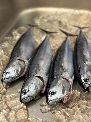 ソウダガツオの釣果