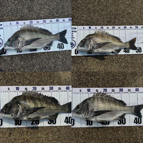 チヌの釣果