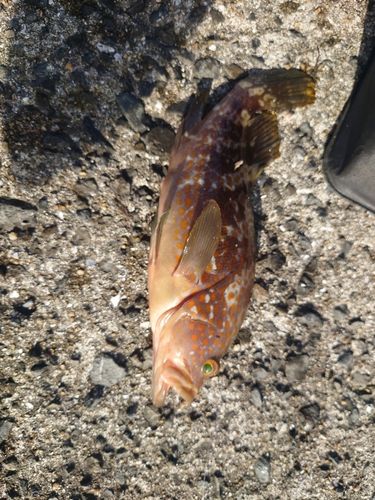 キジハタの釣果