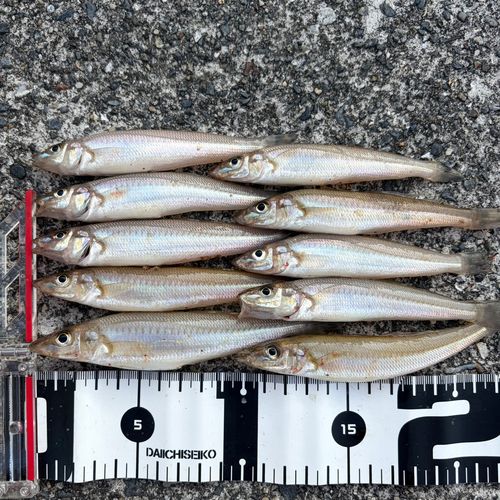 シロギスの釣果