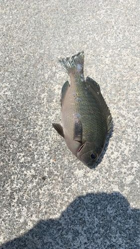 メジナの釣果