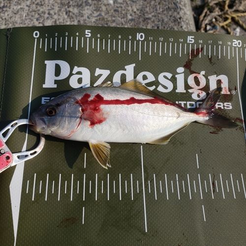 ショゴの釣果