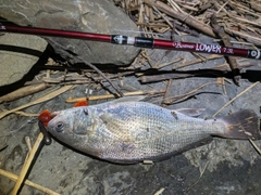 イシモチの釣果