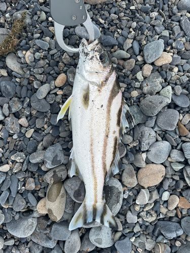 コトヒキの釣果