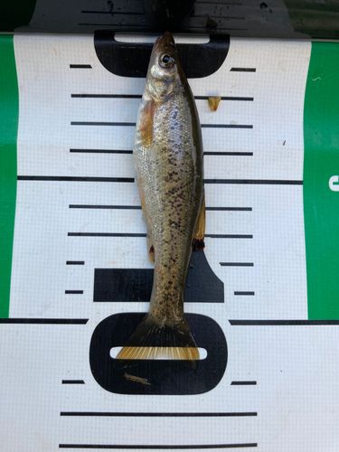 アブラハヤの釣果