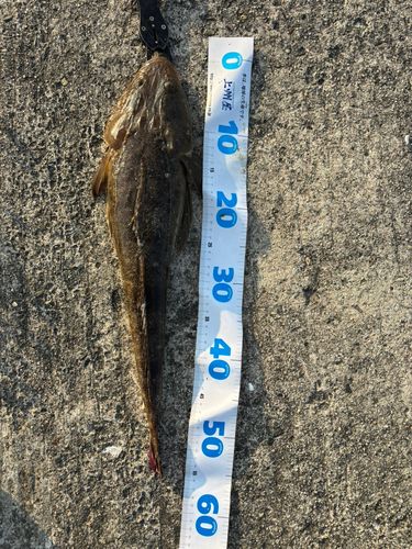 マゴチの釣果