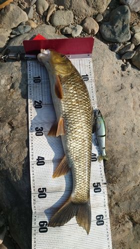 ニゴイの釣果