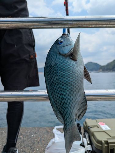 グレの釣果