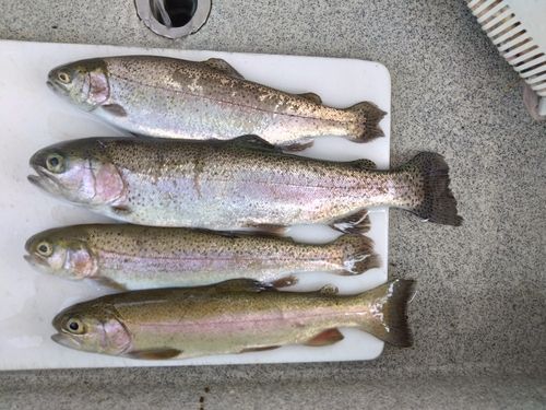 レインボートラウトの釣果