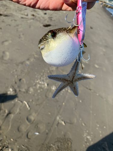 フグの釣果