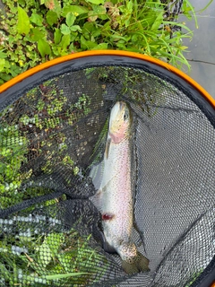 ニジマスの釣果
